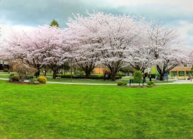 Trinity Western University